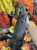 Sally, a female Miniature Dachshund for sale in Newton, IA – 6 of 6