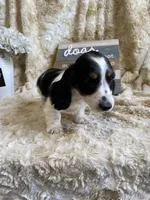 Knox, a male Miniature Dachshund for sale in Newton, IA – 2 of 6