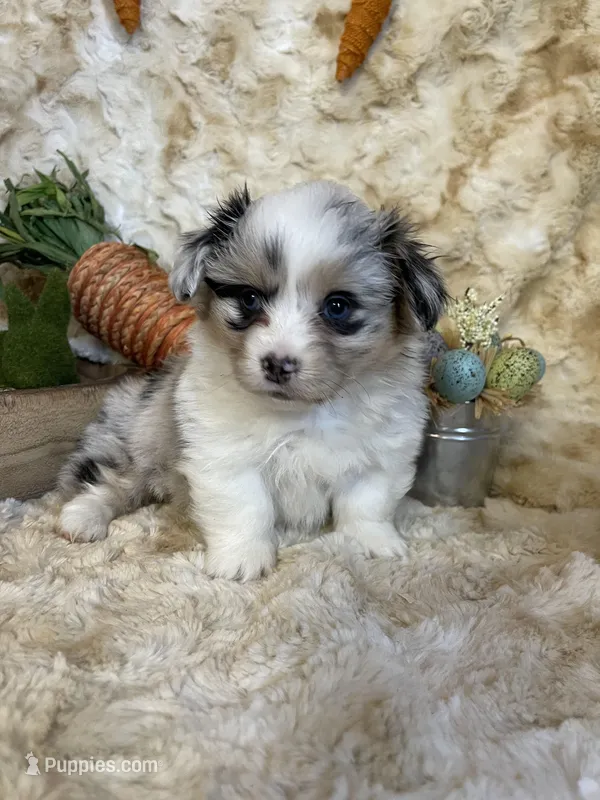 Adiline (Fluffy), a female Pembroke Welsh Corgi for sale in Newton, IA – Photo 1 of 5