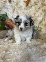 Adiline (Fluffy), a female Pembroke Welsh Corgi for sale in Newton, IA – Photo 1 of 5