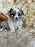 Adiline (Fluffy), a female Pembroke Welsh Corgi for sale in Newton, IA – Photo 3 of 5