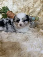 Adiline (Fluffy), a female Pembroke Welsh Corgi for sale in Newton, IA – Photo 4 of 5