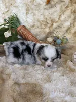 Adiline (Fluffy), a female Pembroke Welsh Corgi for sale in Newton, IA – Photo 2 of 5