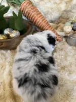 Adiline (Fluffy), a female Pembroke Welsh Corgi for sale in Newton, IA – Photo 5 of 5