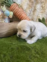 Jake, a male Cocker Spaniel for sale in Newton, IA – Photo 2 of 4