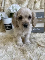 Jake, a male Cocker Spaniel for sale in Newton, IA – 2 of 7