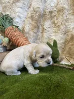 Jake, a male Cocker Spaniel for sale in Newton, IA – Photo 3 of 4