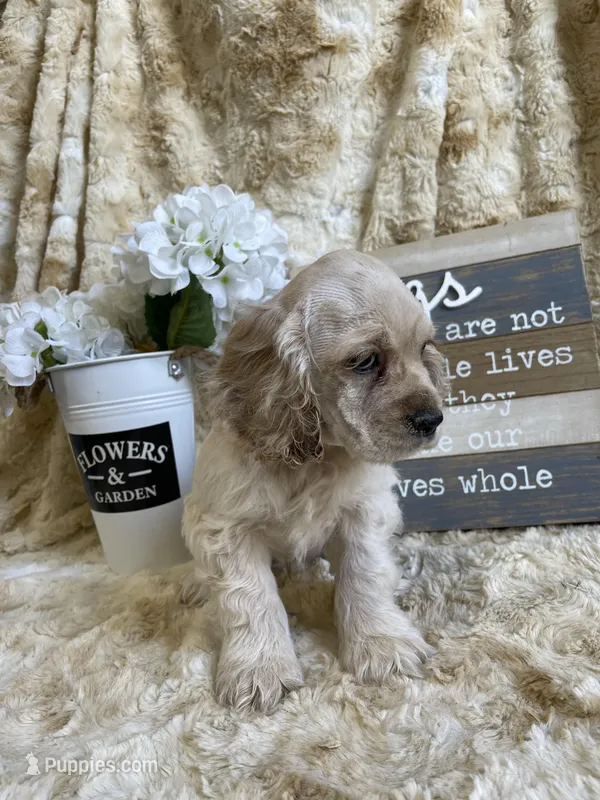 Jake – Cocker Spaniel puppy for sale in Newton, IA
