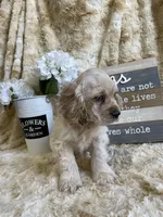 Jake, a male Cocker Spaniel for sale in Newton, IA – 1 of 7