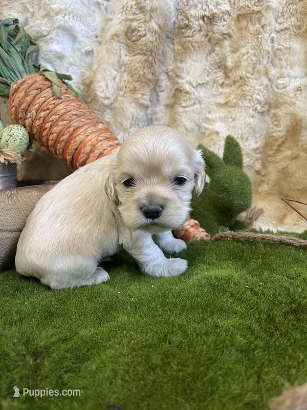 Jake – Cocker Spaniel puppy for sale in Newton, IA