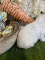 Jake, a male Cocker Spaniel for sale in Newton, IA – Photo 4 of 4