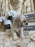 Jake, a male Cocker Spaniel for sale in Newton, IA – 3 of 7
