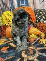 Hank, a male Cockapoo for sale in Newton, IA – 2 of 4