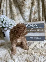Ginger, a female Cockapoo for sale in Newton, IA – 3 of 4