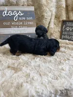 Hattie, a female Miniature Dachshund for sale in Newton, IA – 6 of 6