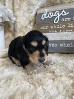 Casanova, a male Miniature Dachshund for sale in Newton, IA – 6 of 6