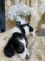 Knox, a male Miniature Dachshund for sale in Newton, IA – 6 of 6