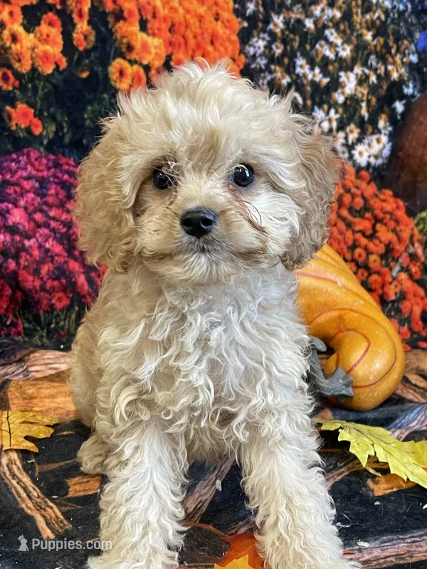 Noel – Cavapoo puppy for sale in Newton, IA