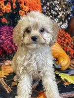 Noel, a female Cavapoo for sale in Newton, IA – 1 of 3