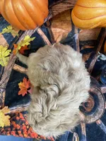 Ranger, a male Cavapoo for sale in Newton, IA – 4 of 4