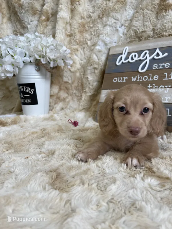 Linus – Miniature Dachshund puppy for sale in Newton, IA