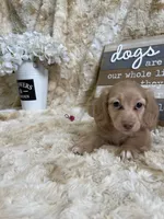 Linus, a male Miniature Dachshund for sale in Newton, IA – 1 of 5