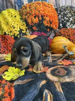 Gertie, a female Miniature Dachshund for sale in Newton, IA – 2 of 4