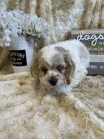 Gidget, a female Cocker Spaniel for sale in Newton, IA – 3 of 3