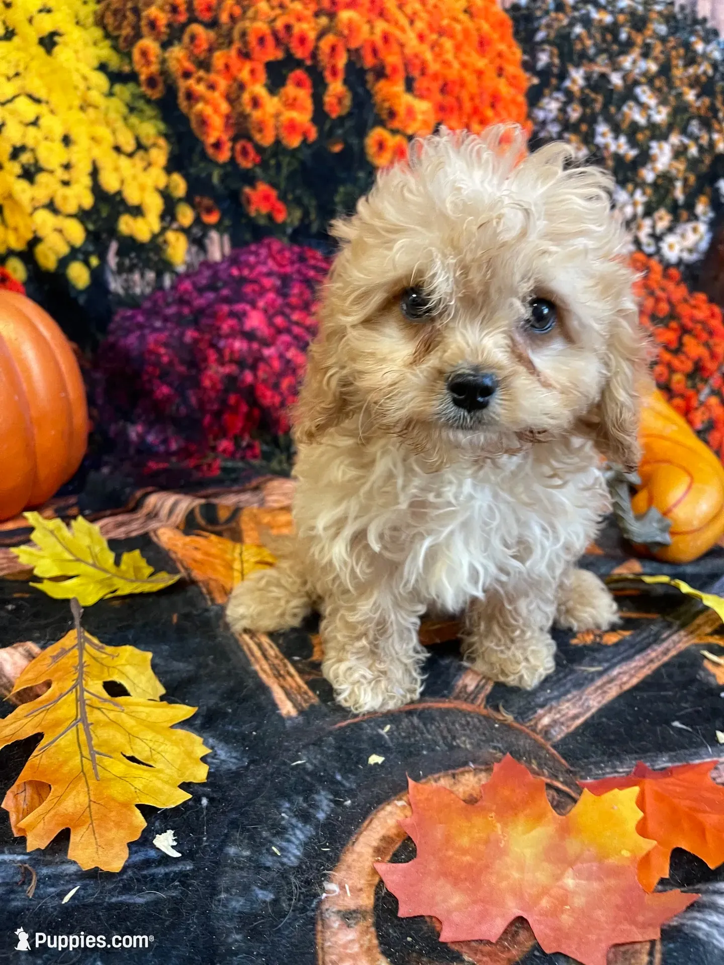 Hannah, a female Cavapoo for sale in Newton, IA – 1 of 4
