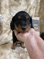 Hattie, a female Miniature Dachshund for sale in Newton, IA – 5 of 6