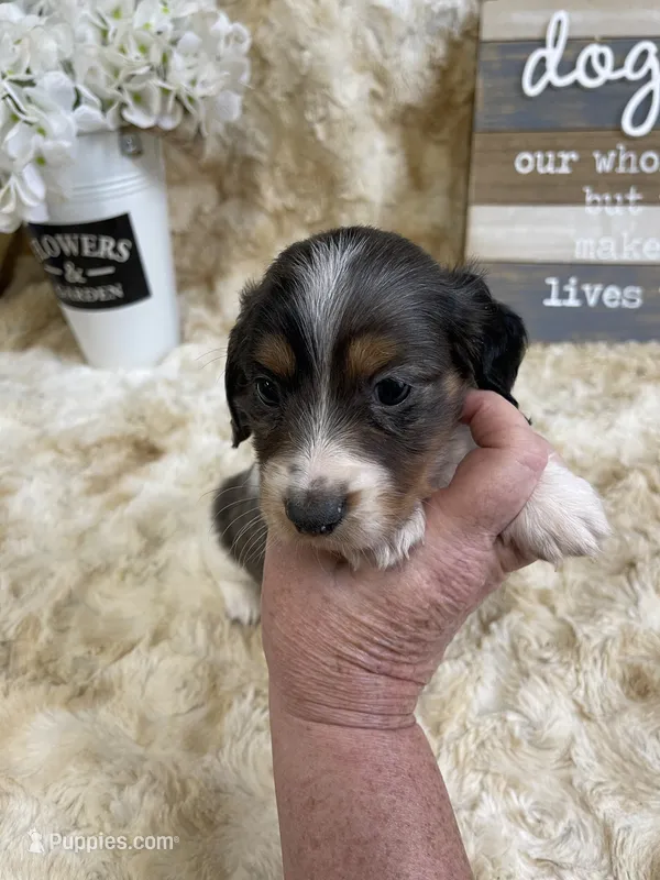 Harold – Miniature Dachshund puppy for sale in Newton, IA