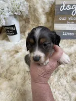 Harold, a male Miniature Dachshund for sale in Newton, IA – 1 of 3