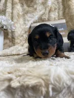 Hattie, a female Miniature Dachshund for sale in Newton, IA – 2 of 6