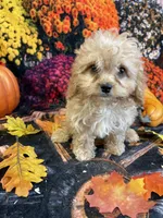 Hannah, a female Cavapoo for sale in Newton, IA – 2 of 4