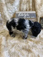 Hillie, a female Cocker Spaniel for sale in Newton, IA – 4 of 5