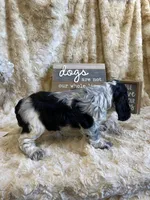 Tag, a male Cocker Spaniel for sale in Newton, IA – 3 of 4
