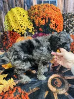 Marley (F1b), a female Cockapoo for sale in Newton, IA – 3 of 4