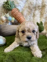 Brino, a male Cavapoo for sale in Newton, IA – Photo 2 of 4