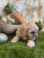 Brino, a male Cavapoo for sale in Newton, IA – Photo 4 of 4