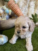 Brino, a male Cavapoo for sale in Newton, IA – Photo 3 of 4