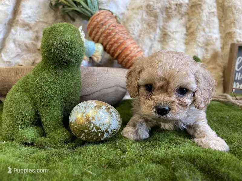 Brino – Cavapoo puppy for sale in Newton, IA