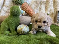 Brino, a male Cavapoo for sale in Newton, IA – Photo 1 of 4