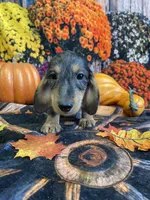 Bruno, a male Miniature Dachshund for sale in Newton, IA – 4 of 5