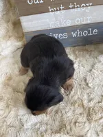 Pipper, a female Miniature Dachshund for sale in Newton, IA – 3 of 5