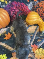 Bruno, a male Miniature Dachshund for sale in Newton, IA – 3 of 5