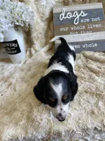 Knox, a male Miniature Dachshund for sale in Newton, IA – 4 of 6
