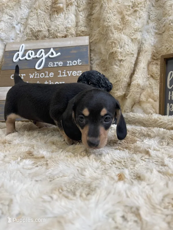 Sprocket – Miniature Dachshund puppy for sale in Newton, IA