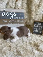Hudson, a male Miniature Dachshund for sale in Newton, IA – Photo 5 of 5