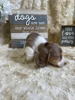Hudson, a male Miniature Dachshund for sale in Newton, IA – Photo 4 of 5