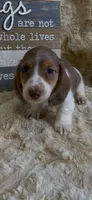 Hudson, a male Miniature Dachshund for sale in Newton, IA – Photo 2 of 5